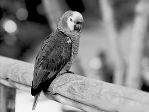 Preview wallpaper jaco, parrot, beak, wild, black and white