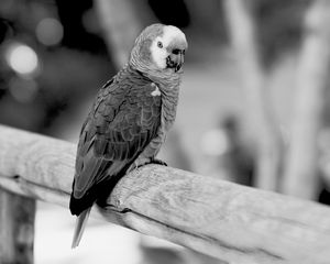 Preview wallpaper jaco, parrot, beak, wild, black and white