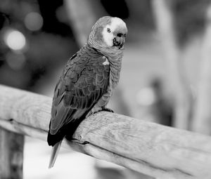 Preview wallpaper jaco, parrot, beak, wild, black and white