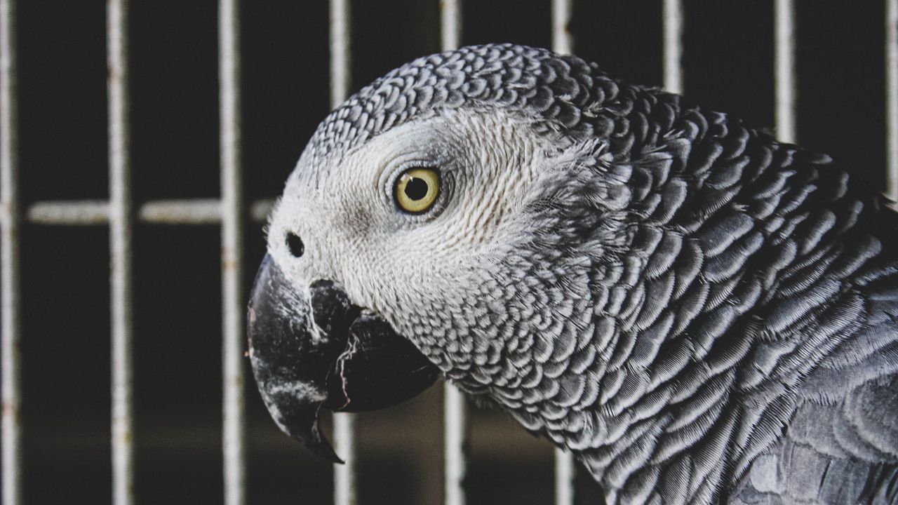 Wallpaper jaco, parrot, bird, gray