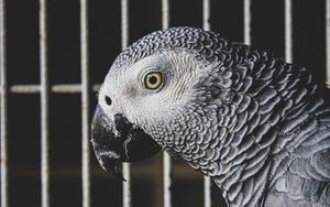 Preview wallpaper jaco, parrot, bird, gray