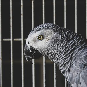 Preview wallpaper jaco, parrot, bird, gray