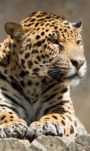 Preview wallpaper jaguar, animal, predator, lying, big cat