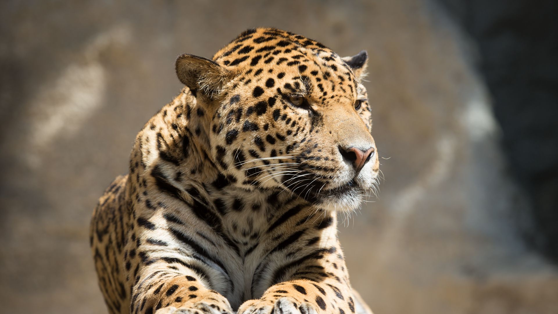 Download wallpaper 1920x1080 jaguar, animal, predator, lying, big cat full  hd, hdtv, fhd, 1080p hd background