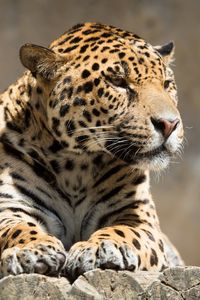 Preview wallpaper jaguar, animal, predator, lying, big cat
