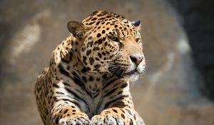 Preview wallpaper jaguar, animal, predator, lying, big cat