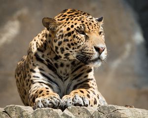 Preview wallpaper jaguar, animal, predator, lying, big cat