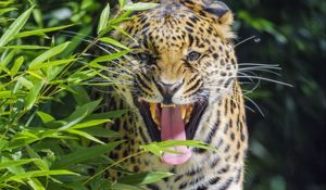 Preview wallpaper jaguar, animal, predator, protruding tongue, big cat