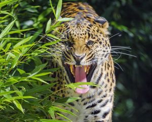 Preview wallpaper jaguar, animal, predator, protruding tongue, big cat