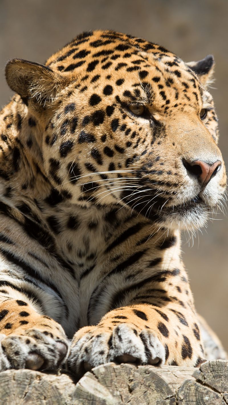 Download wallpaper 800x1420 jaguar, animal, predator, lying, big cat iphone se/5s/5c/5 for parallax hd background Download wallpaper 800x1420 jaguar, animal, predator, lying, big cat iphone se/5s/5c/5 for parallax hd background