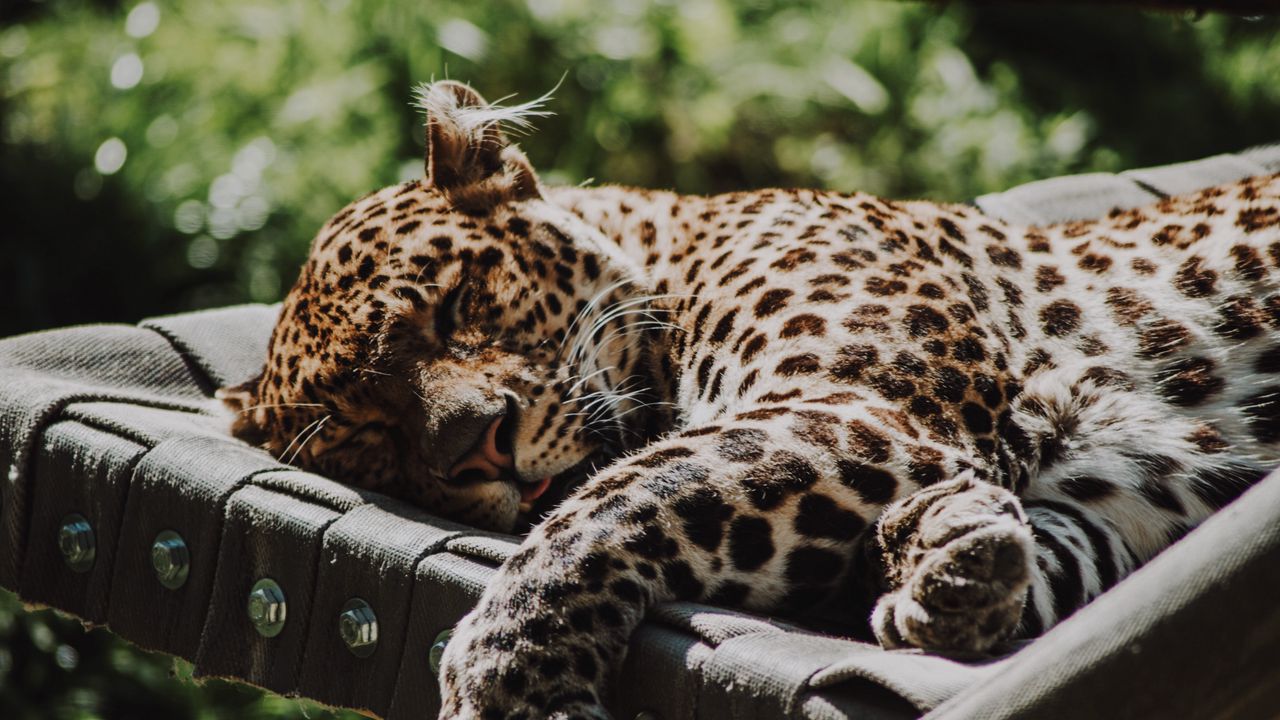 Wallpaper jaguar, animal, sleep, predator, big cat