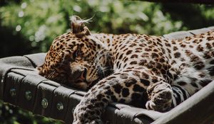 Preview wallpaper jaguar, animal, sleep, predator, big cat