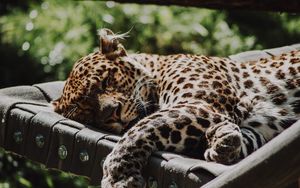 Preview wallpaper jaguar, animal, sleep, predator, big cat