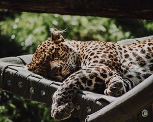 Preview wallpaper jaguar, animal, sleep, predator, big cat