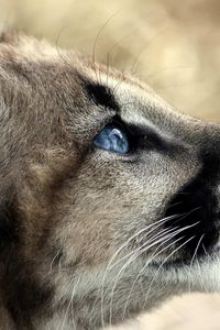 Preview wallpaper jaguar, baby, face, blue eyes, profile