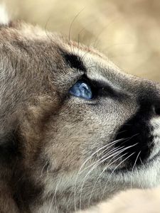 Preview wallpaper jaguar, baby, face, blue eyes, profile