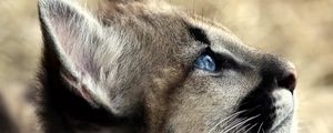 Preview wallpaper jaguar, baby, face, blue eyes, profile