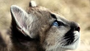 Preview wallpaper jaguar, baby, face, blue eyes, profile