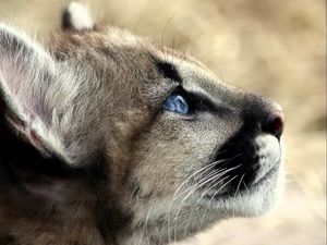 Preview wallpaper jaguar, baby, face, blue eyes, profile