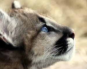 Preview wallpaper jaguar, baby, face, blue eyes, profile