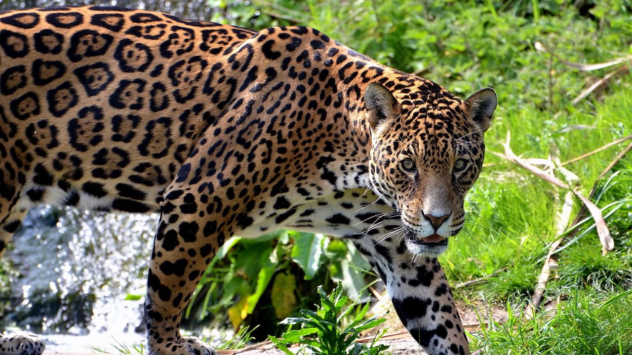 Wallpaper jaguar, big cat, carnivore, grass, climb