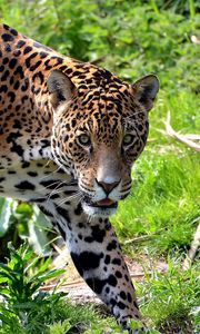 Preview wallpaper jaguar, big cat, carnivore, grass, climb
