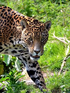 Preview wallpaper jaguar, big cat, carnivore, grass, climb