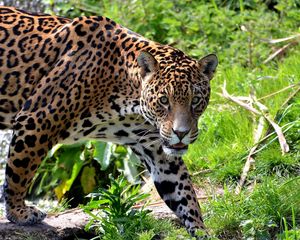 Preview wallpaper jaguar, big cat, carnivore, grass, climb