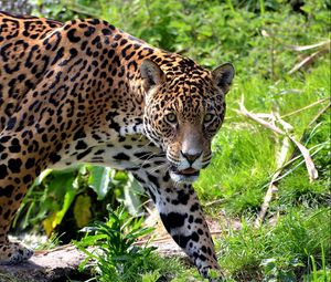 Preview wallpaper jaguar, big cat, carnivore, grass, climb