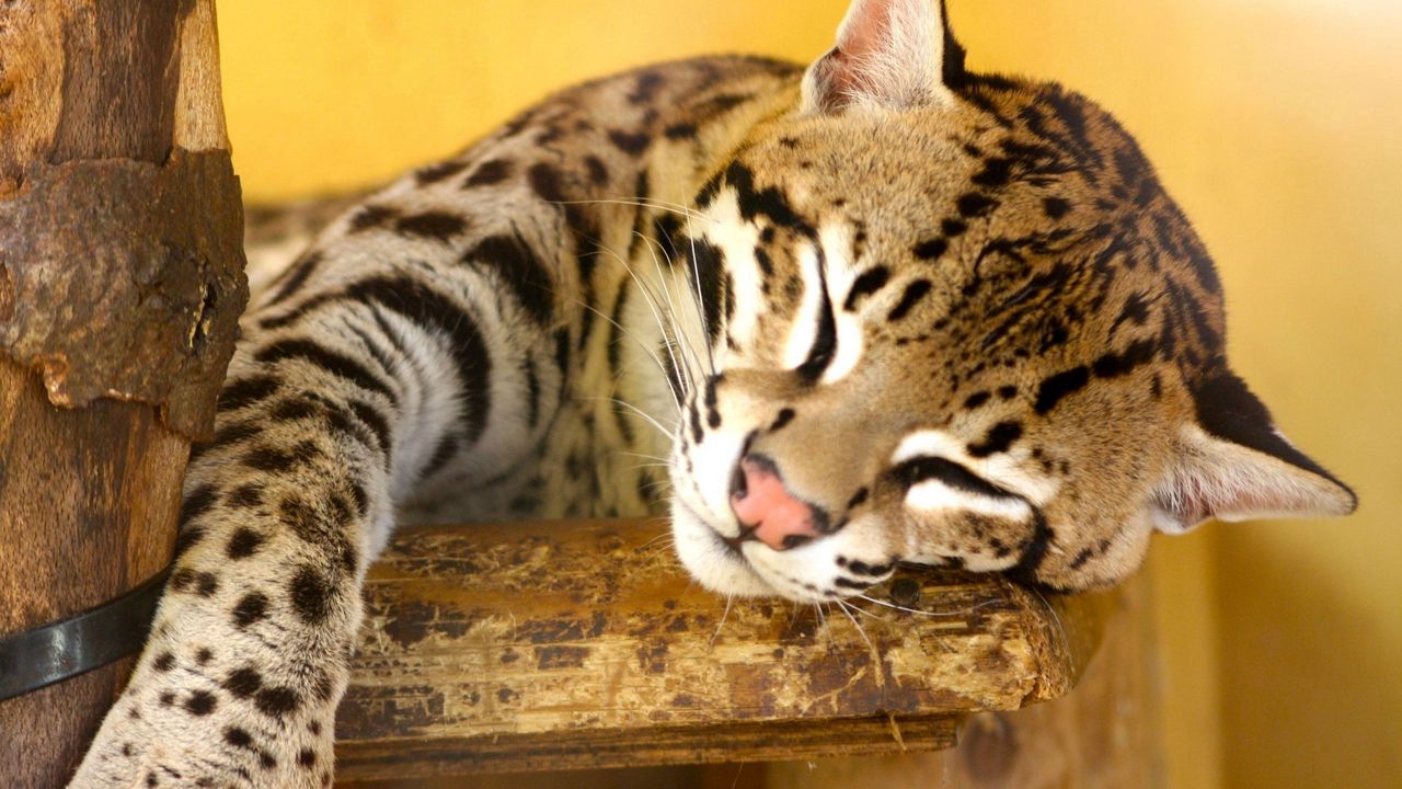 Wallpaper jaguar, big cat, carnivore, lie, face, nose, spotted