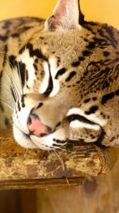 Preview wallpaper jaguar, big cat, carnivore, lie, face, nose, spotted