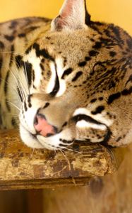 Preview wallpaper jaguar, big cat, carnivore, lie, face, nose, spotted
