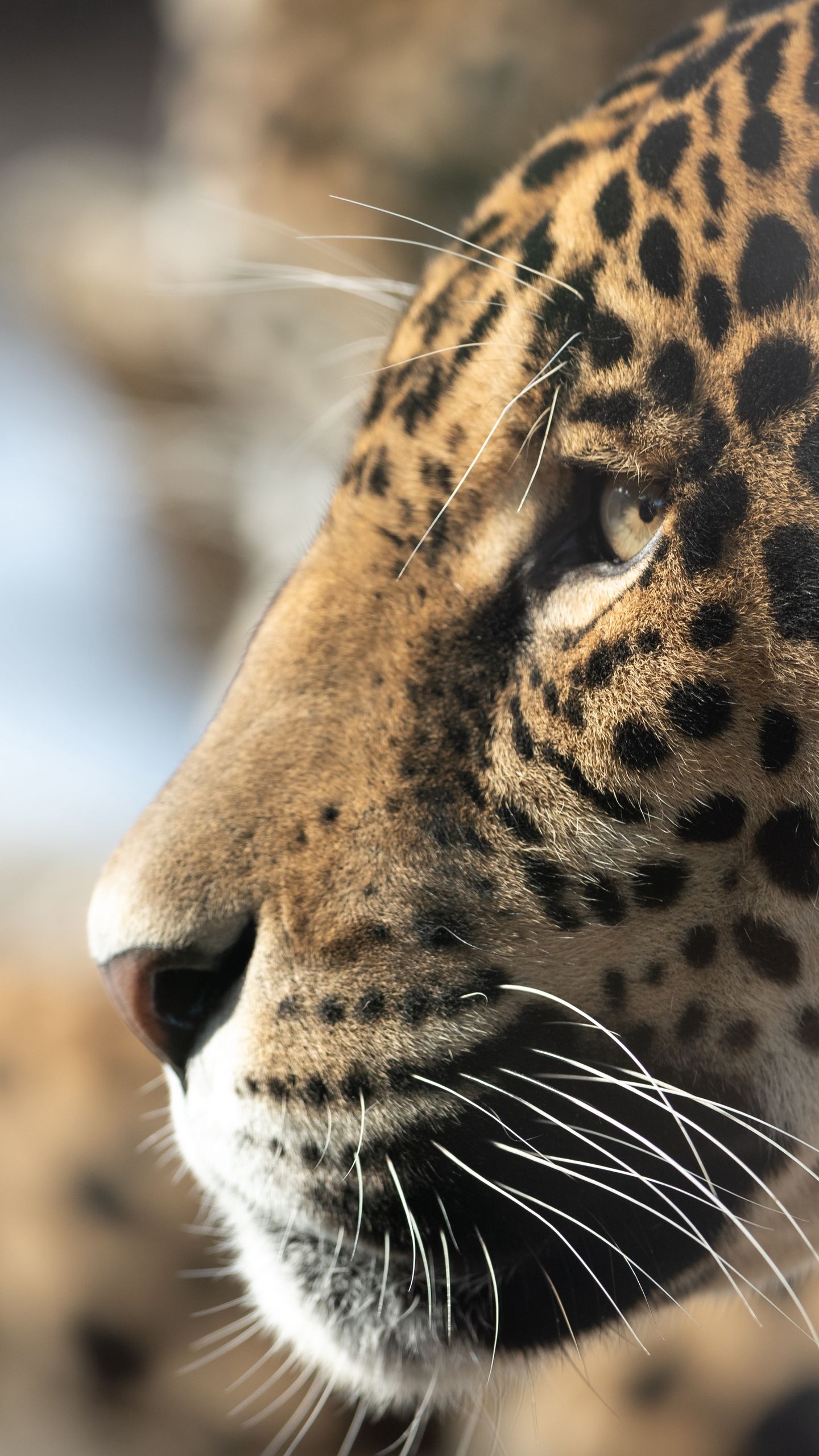 1440x2560 Wallpaper jaguar, big cat, muzzle, profile, look