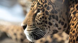 Preview wallpaper jaguar, big cat, muzzle, profile, look