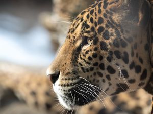 Preview wallpaper jaguar, big cat, muzzle, profile, look