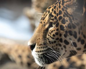 Preview wallpaper jaguar, big cat, muzzle, profile, look