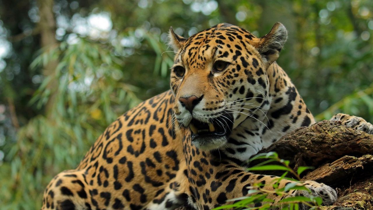Wallpaper jaguar, big cat, predator, snout, teeth