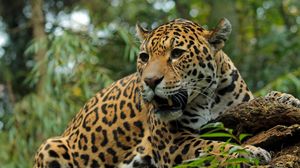 Preview wallpaper jaguar, big cat, predator, snout, teeth