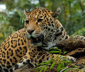 Preview wallpaper jaguar, big cat, predator, snout, teeth
