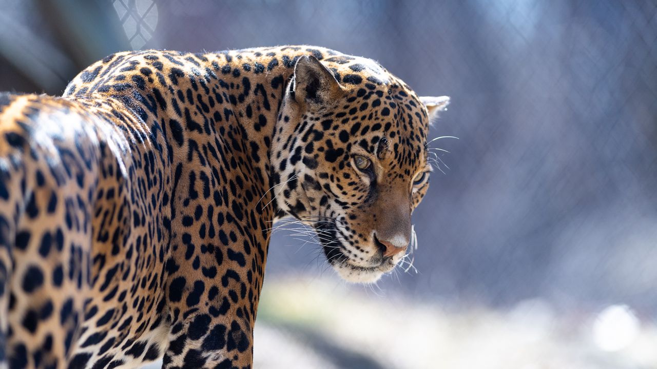 Wallpaper jaguar, big cat, predator, look