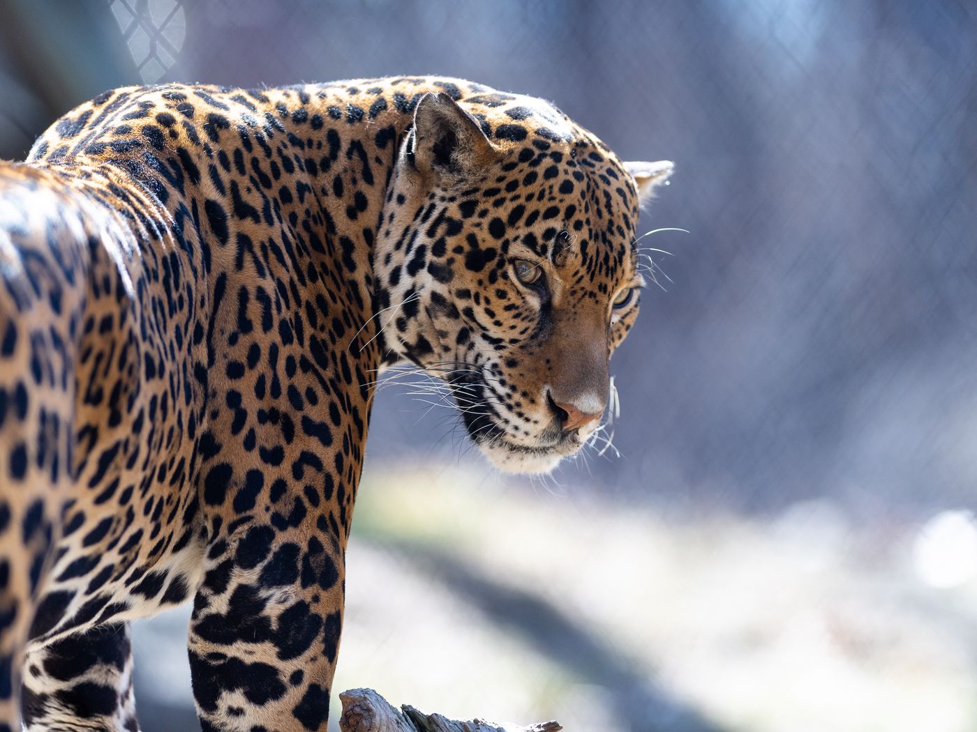 1400x1050 Wallpaper jaguar, big cat, predator, look