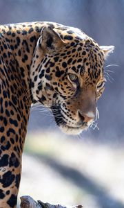 Preview wallpaper jaguar, big cat, predator, look