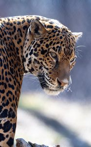 Preview wallpaper jaguar, big cat, predator, look