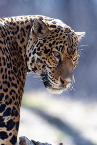 Preview wallpaper jaguar, big cat, predator, look