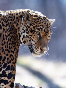 Preview wallpaper jaguar, big cat, predator, look