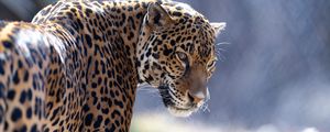 Preview wallpaper jaguar, big cat, predator, look