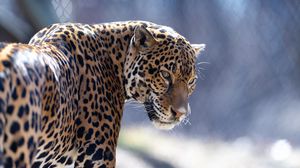 Preview wallpaper jaguar, big cat, predator, look