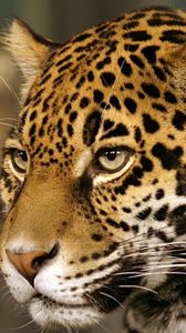 Preview wallpaper jaguar, big cat, predator, spotted, color