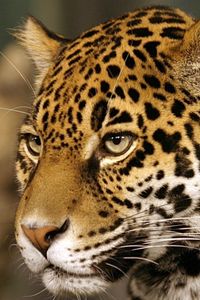 Preview wallpaper jaguar, big cat, predator, spotted, color