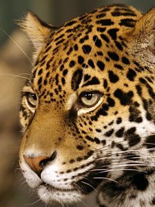 Preview wallpaper jaguar, big cat, predator, spotted, color